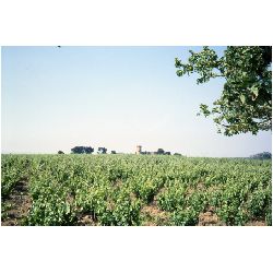 Bordeux Vineyards.jpg